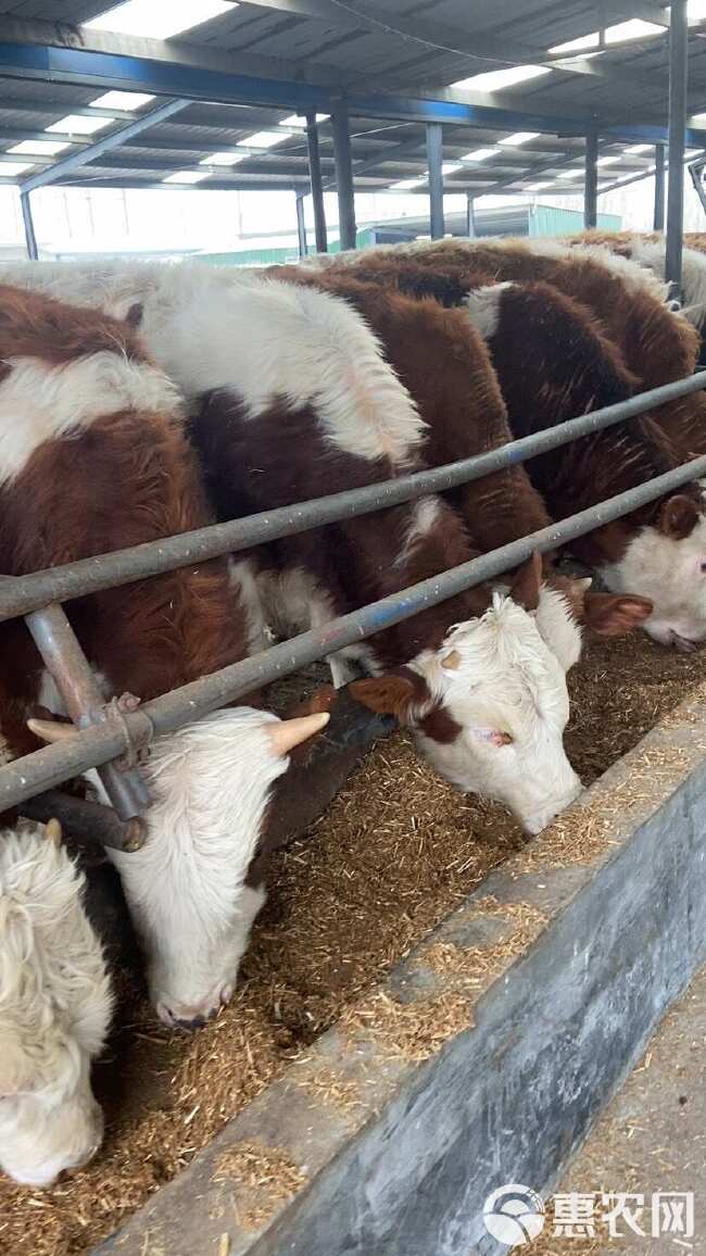 西门塔尔牛犊 小牛 母牛 种牛 纯种公牛