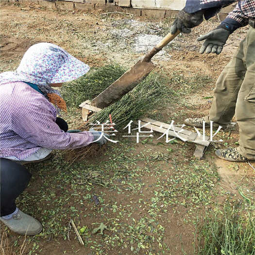 泰安枸橘苗 枸橘苗价格
