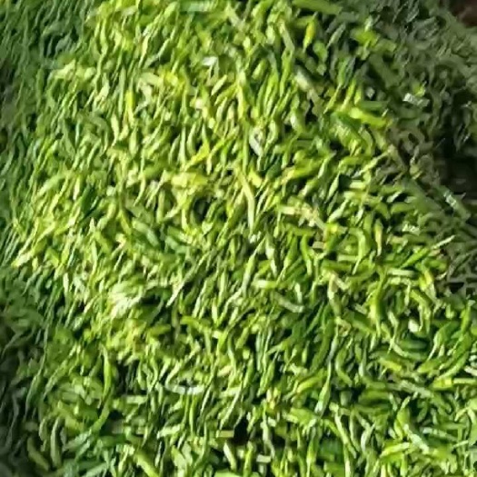 海口原种樟树港辣椒（海南种植）