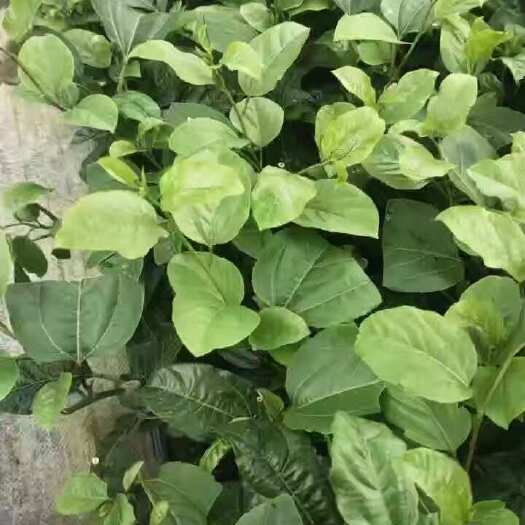 灵山县百香果苗