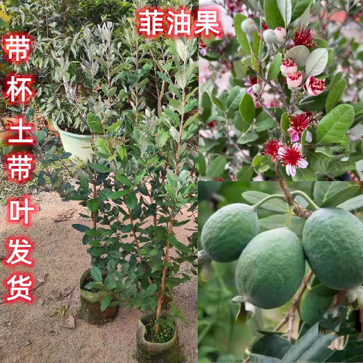嘉兴菲油果苗，实生苗，嫁接苗，各种规格，品种齐全，基地专用