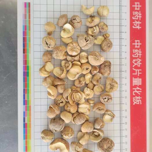 安国市浙贝母 大浙贝 干度好颜色好  产地 浙江省