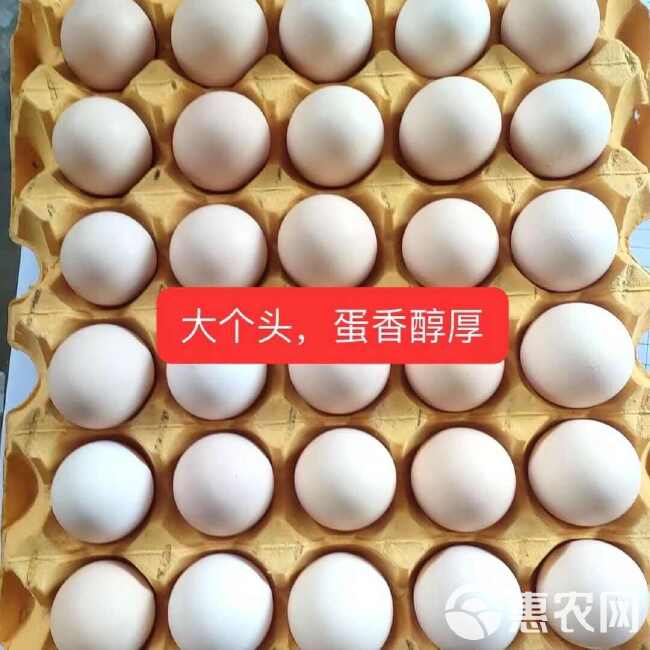 【包邮】新鲜土鸡蛋林下散养农家鸡蛋初生蛋，支持团购等一件代发