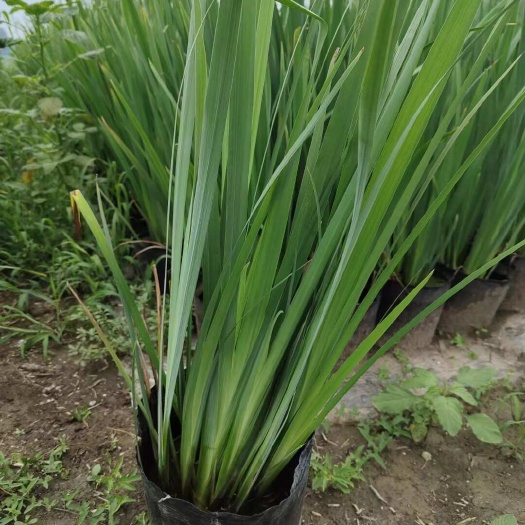 黄菖蒲 水生鸢尾 湿地绿化用 喜湿润环境 长势较好