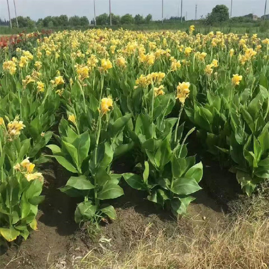 美人蕉 多年生草本植物 高可达1.5米 全株绿色无毛 易成活