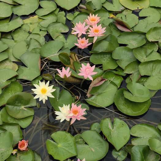 安新县睡莲 精品耐寒根块水生植物 睡莲种苗颜色品种齐全观赏水生花卉