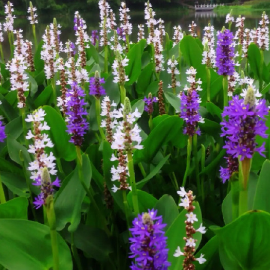 安新县梭鱼草长期供应 园林湿地水边池塘绿化 盆栽观赏植物