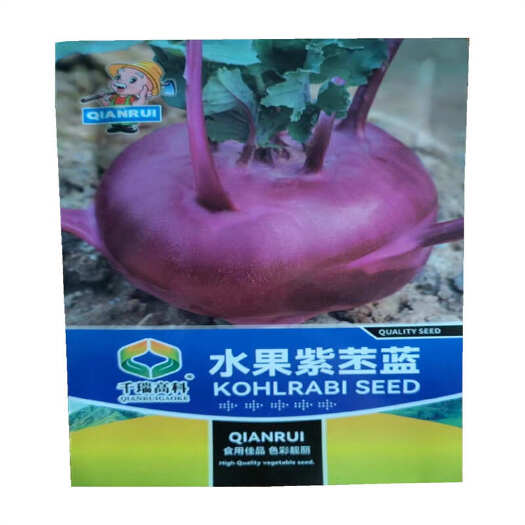 济南水果紫苤兰种子早熟紫苤蓝种子紫红色球茎甘蓝种子