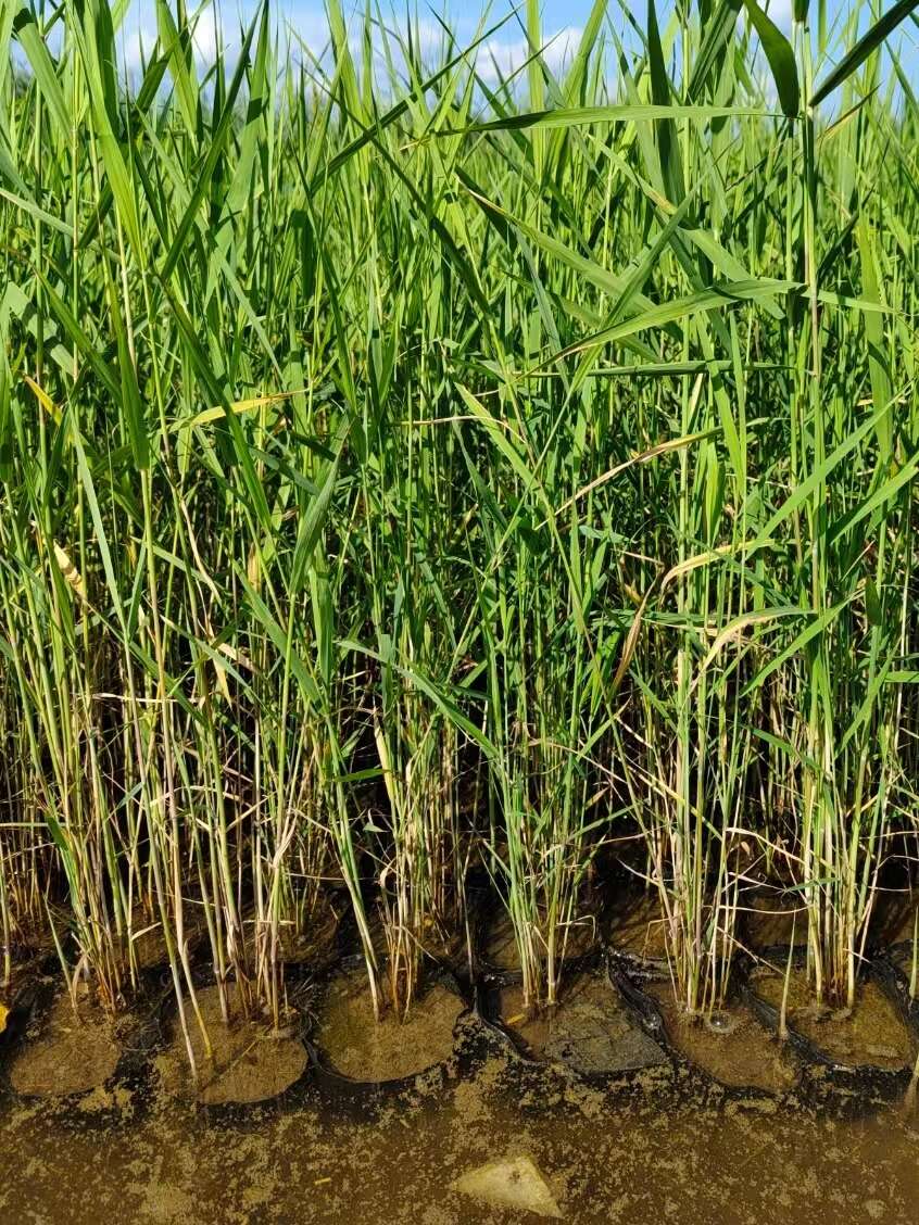 盆栽芦苇苗 大中小盆规格多 高度30-200厘米 适合河道湿