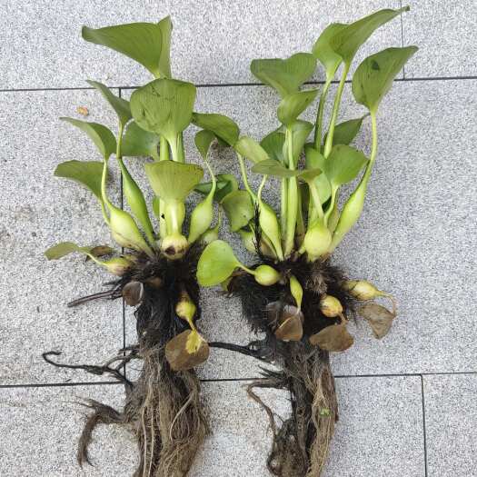 安新县水葫芦苗 凤眼莲苗 凤眼蓝苗 浮水草本植物 繁殖速度快
