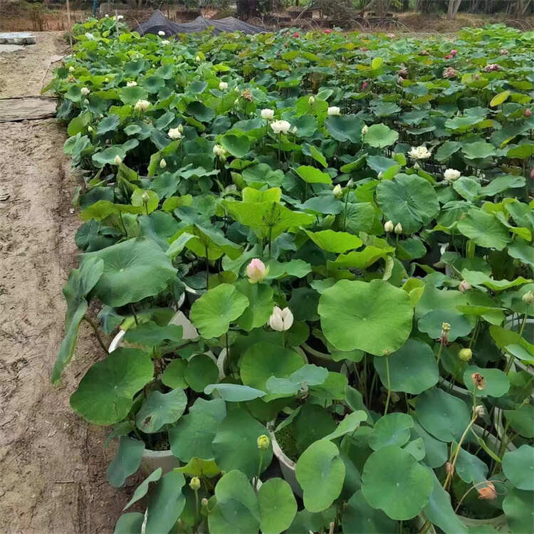 盆栽荷花幼苗  荷花盆栽 花色丰富 支持订货