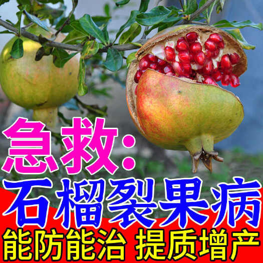 石榴裂果防裂剂果不裂防裂果抗裂膨大素提质增产石榴不裂果肥料