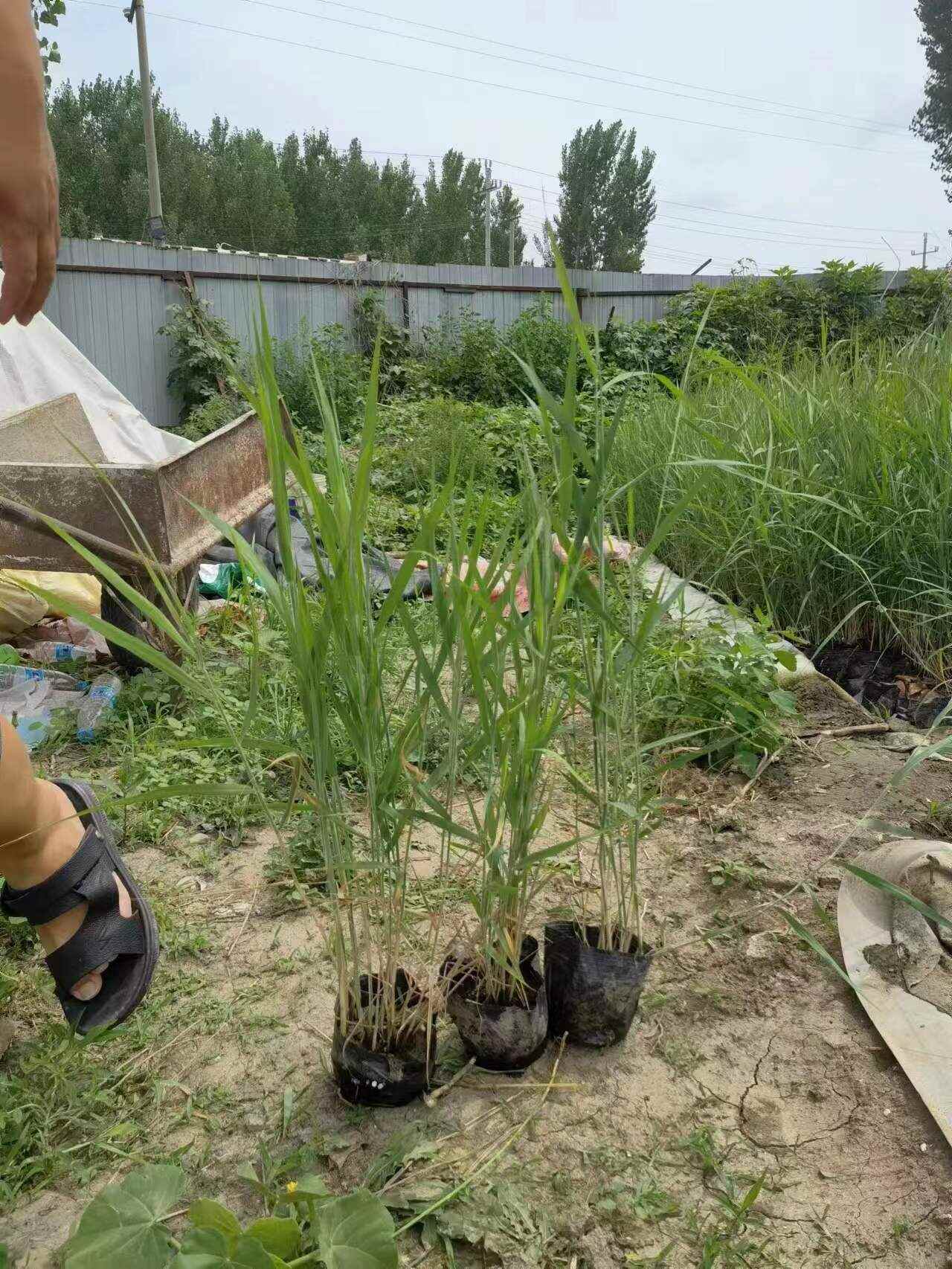 盆栽芦苇苗 大中小盆规格多 高度30-200厘米 适合河道湿