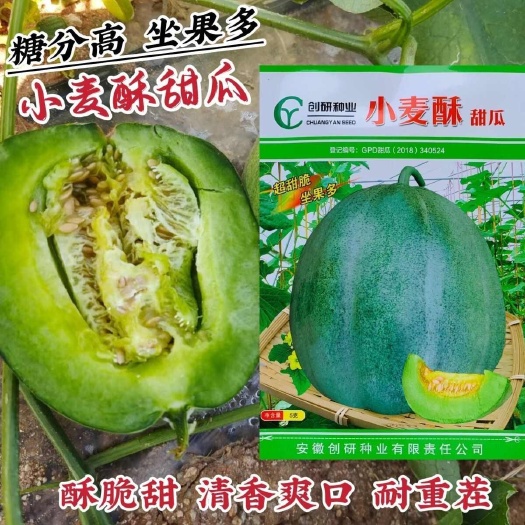 漯河小麦酥甜瓜种子，肉质酥脆甜，糖度高，耐重茬，抗病，基地专用