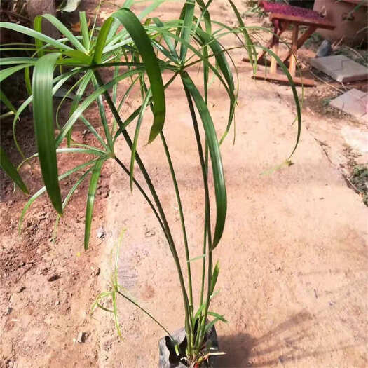 安新县旱伞草 风车草 湿地绿化用 根系发达 喜湿润环境 易栽培种植