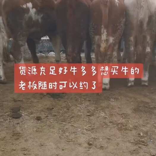 礼县货源充足，需要的老板赶紧下手
