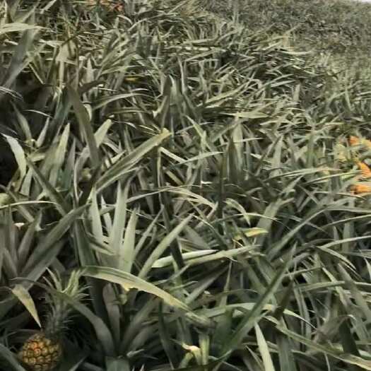  香水菠萝