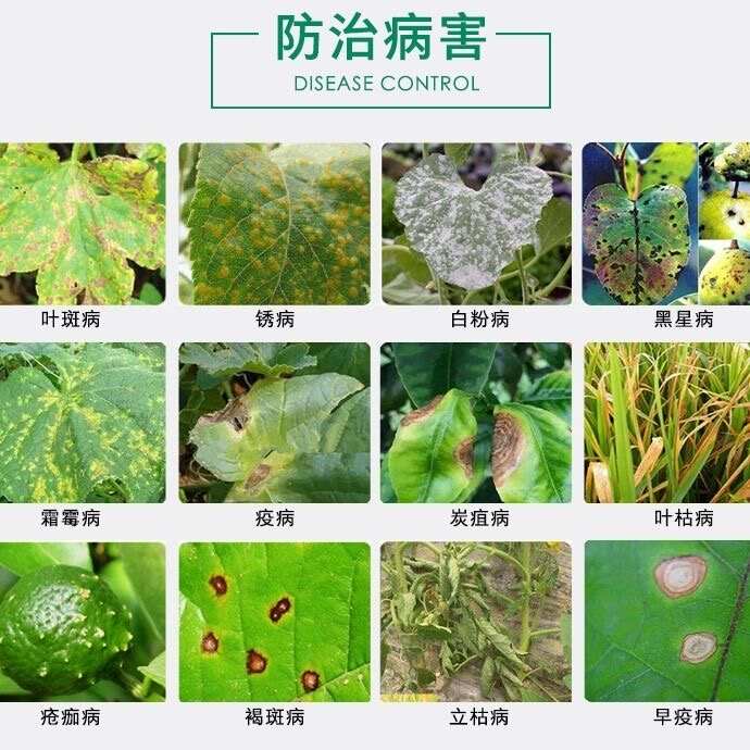 25%吡唑醚菌酯悬浮剂杀菌剂霜霉病灰霉病疫病等