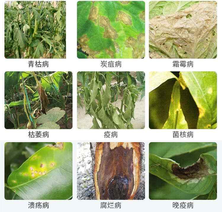【正品】50%農(nóng)用氯溴異氰尿酸果樹蔬菜殺菌劑真菌細菌病毒病