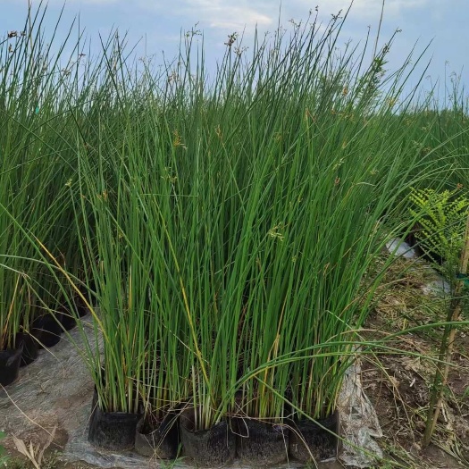 水葱 莎草 匍匐根状茎粗壮 具许多须根 秆高大圆柱状 绿化水
