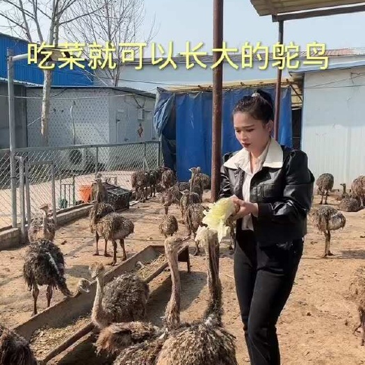 郓城县三个月左右非洲鸵鸟散养就可以