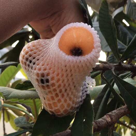 云霄县自家无膨胀剂开春第一果