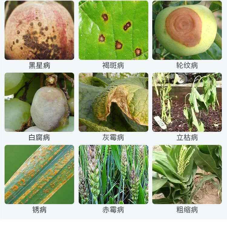 【正品】50%農(nóng)用氯溴異氰尿酸果樹蔬菜殺菌劑真菌細菌病毒病