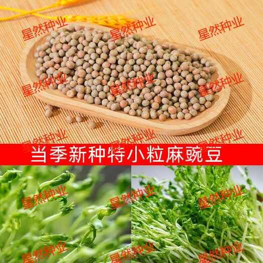 批发加拿大一号麻豌豆种子特小粒麻豌豆种子豌豆苗种子