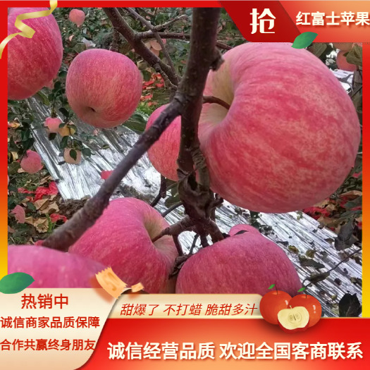 【红富士苹果】山东苹果产地 冷库红富士苹果，质优价廉 欢迎选