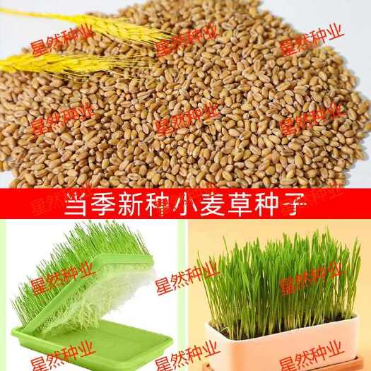 临沂批发小麦种子黑小麦种子