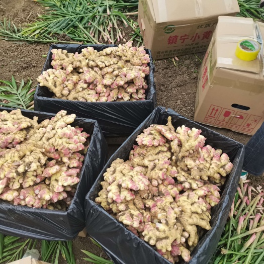 镇宁县国家农产品地理标志产品--镇宁小黄姜