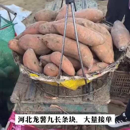 雄县龙薯九，烟薯25，冀薯26，西瓜红，白哈密