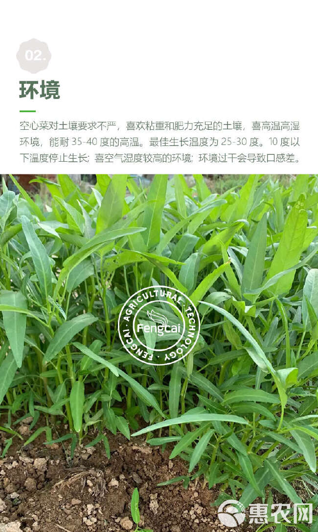 高达竹叶空心菜种子 产地泰国 蕹菜 通菜 质柔嫩纤维少味美