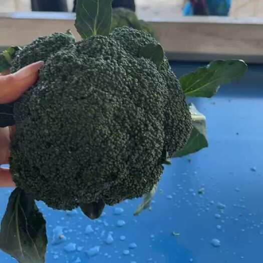 仙桃市优秀西兰花