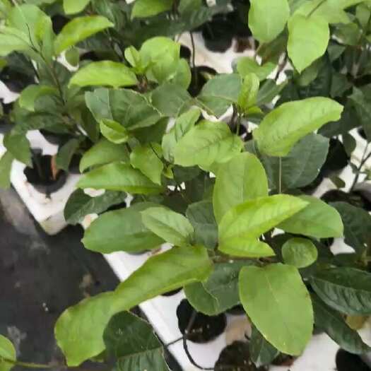 灵山县黄金果苗