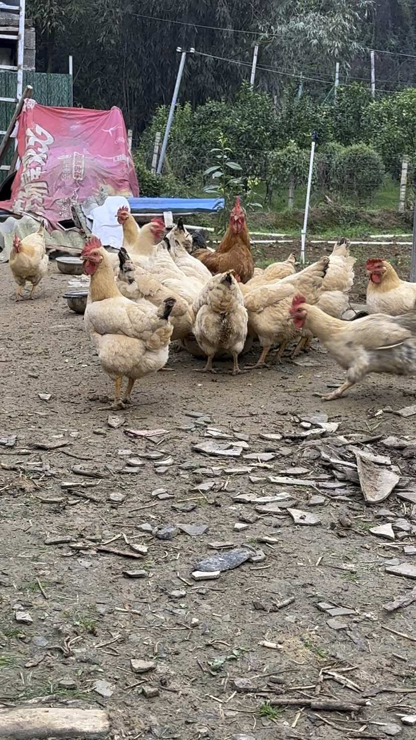 猛禽战斗机！航母弹射起飞的土鸡