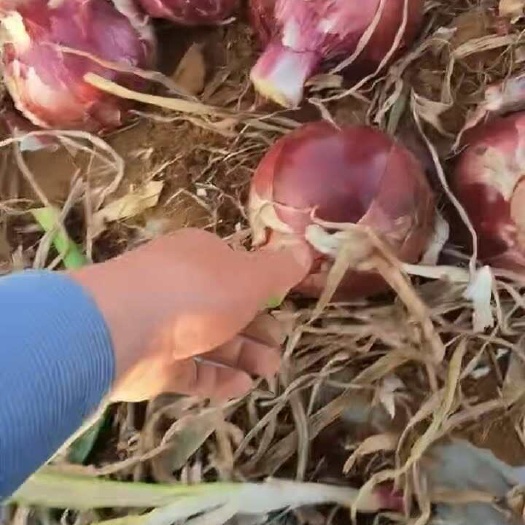 个旧市精品洋葱
