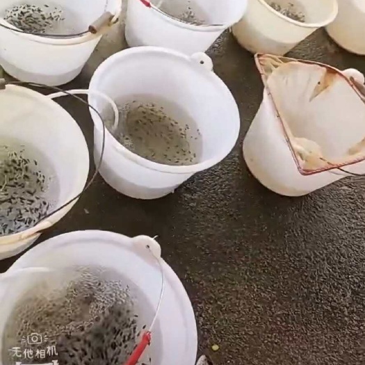 鱼苗、成活率高大小均匀 抗病毒强适合各种水产养殖。