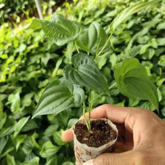 惠东县优品百部苗