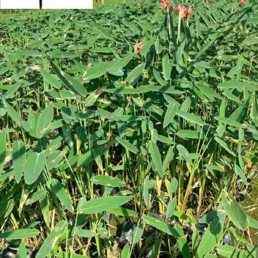 成都供应再力花-成都苗木基地-再力花价格-名川园艺场