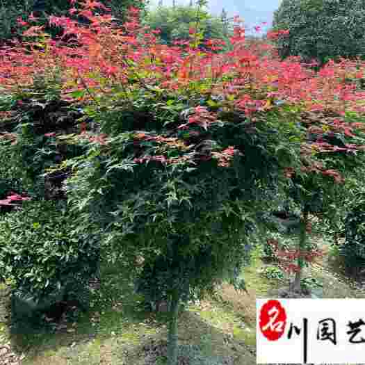 成都成都精品红枫苗木基地 出售优质日本红枫 庭院园林绿化苗木