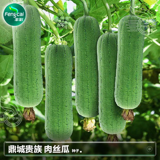 鼎城贵族 特早熟肉丝瓜杂交种 鲜嫩籽少肉厚 菜农都说好