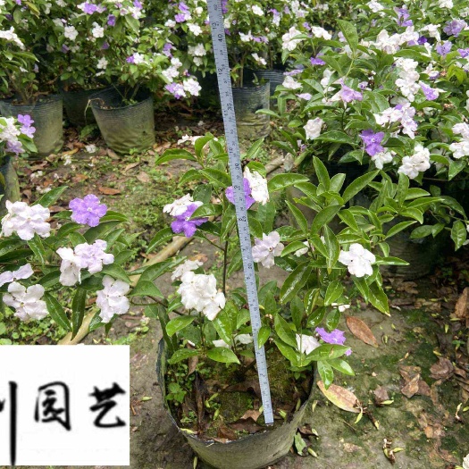 成都双色茉莉杯苗优惠批发 成都花卉种植基地直销 量大优惠
