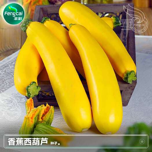 绵阳金满园香蕉西葫芦种子 高档特色西葫芦品种 外观漂亮