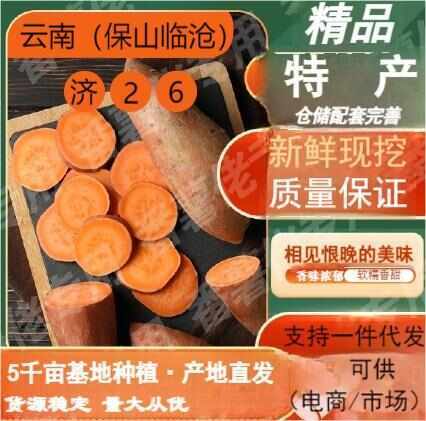 吴川市云南沙地蜜薯 济26 千亩基地直供 常年稳定发货