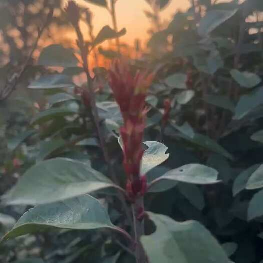 遂平县红叶石楠净球
