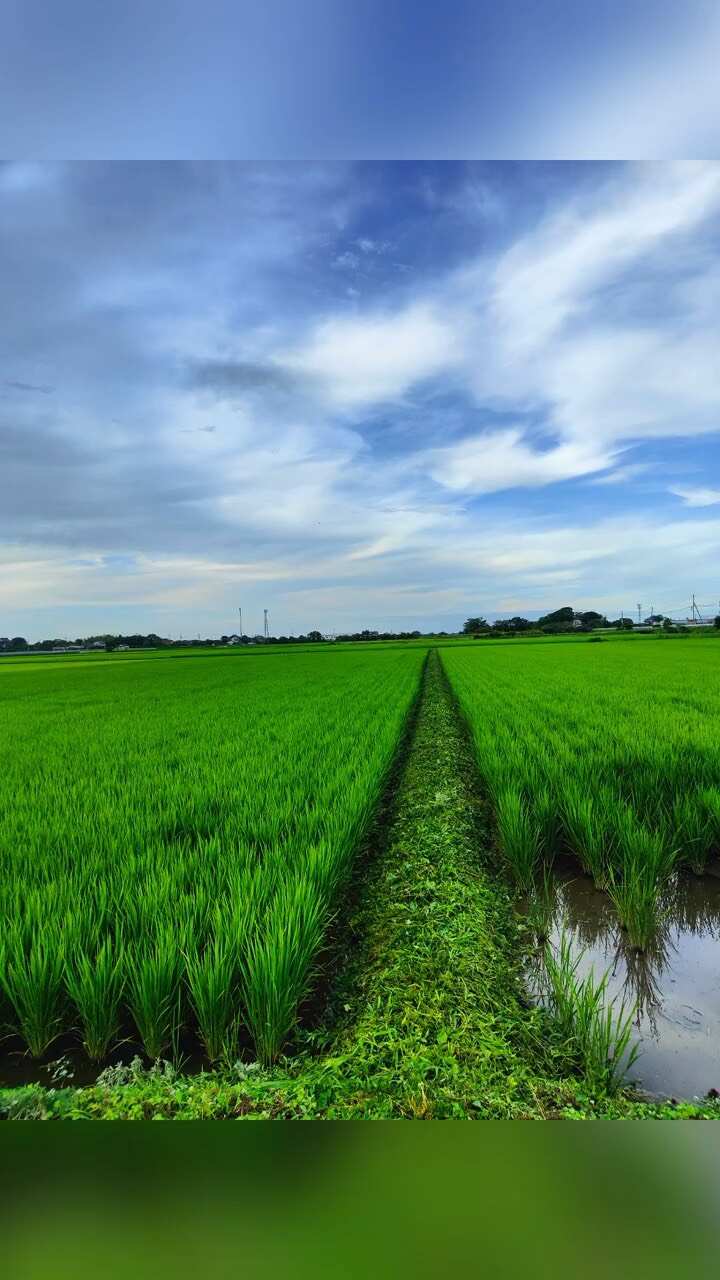 洪湖稻田精养清水小龙虾