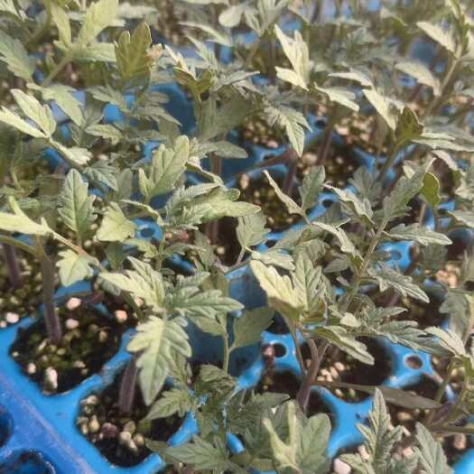  大粉番茄苗