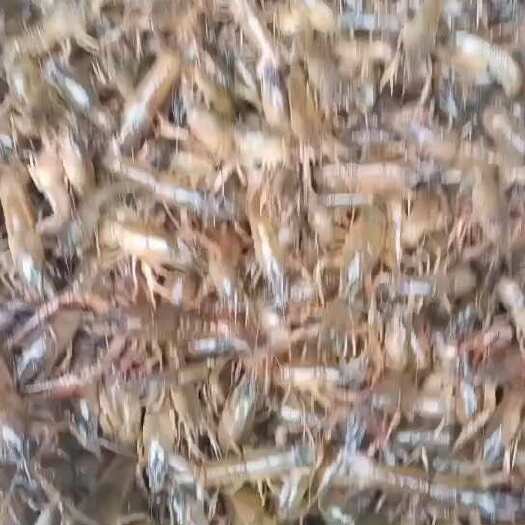  小龙虾苗