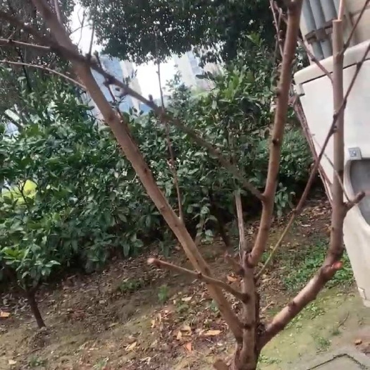  桃农自己发货：阳山水蜜桃桃苗、桃树